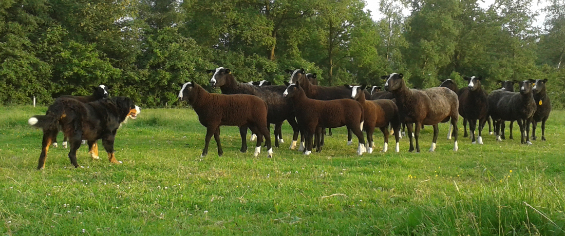 Zwartbles schaap